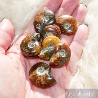 Small Ammonites